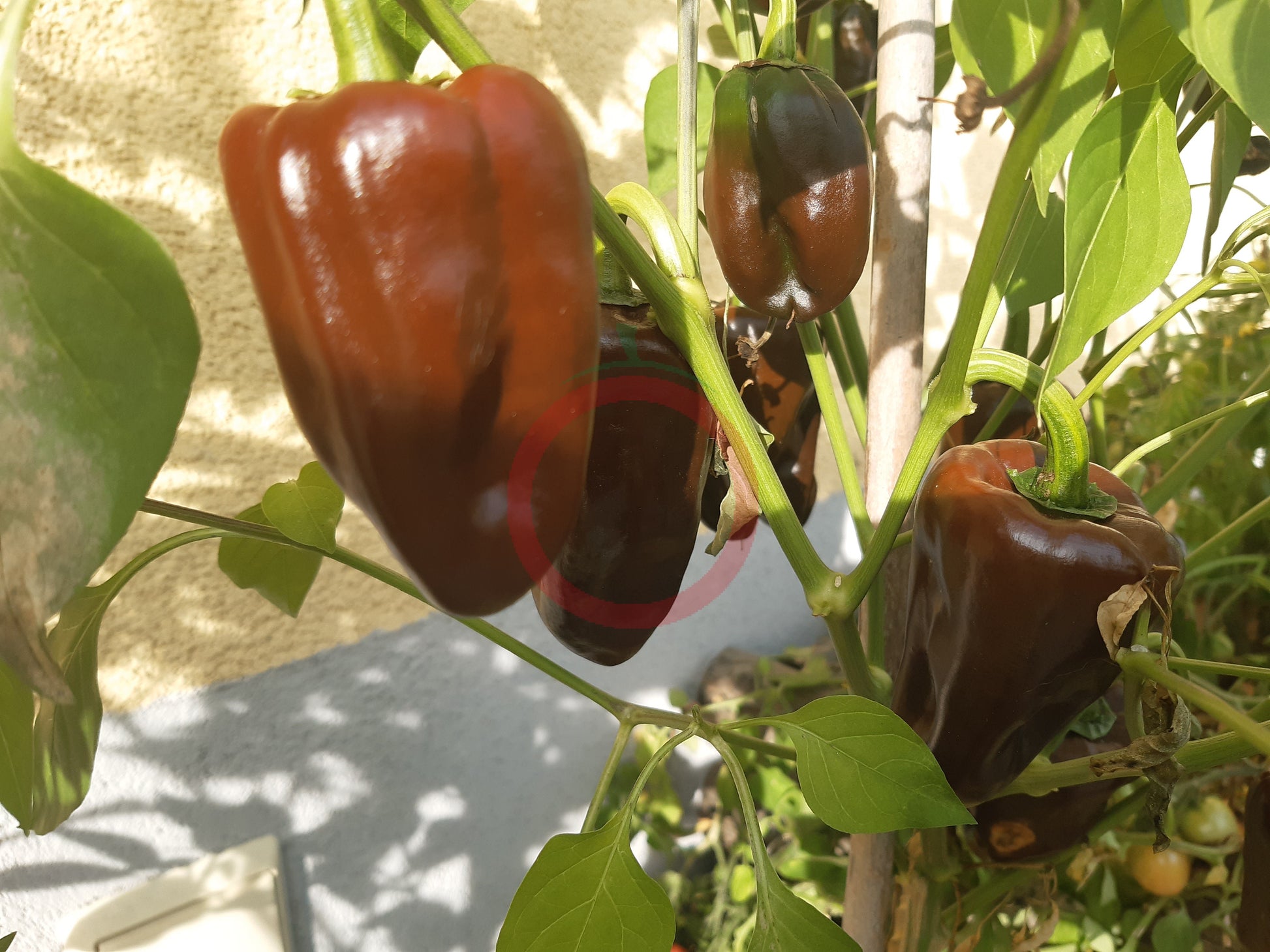 Chilhuacle Negro DER TOMATENFLÜSTERER