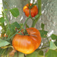 Chupa-Chups Orange DER TOMATENFLÜSTERER