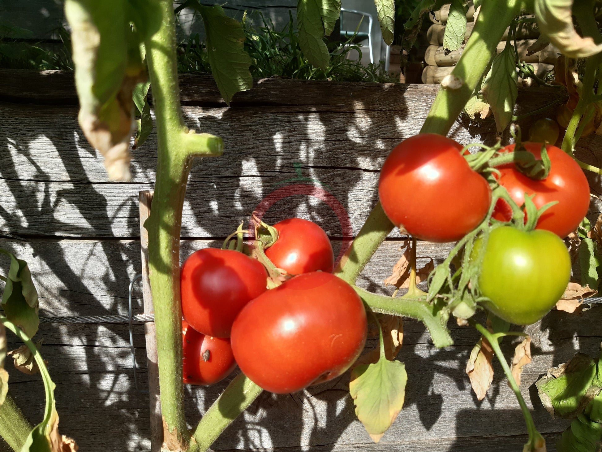 Clint Eastwood Rowdy Red DER TOMATENFLÜSTERER