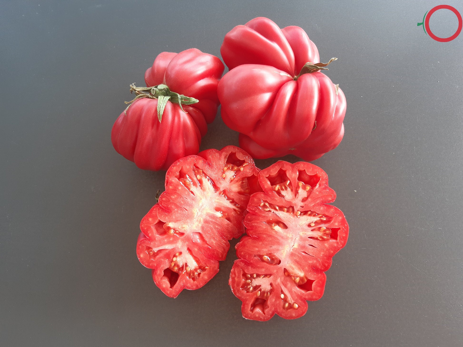 Côtelée de Valence DER TOMATENFLÜSTERER