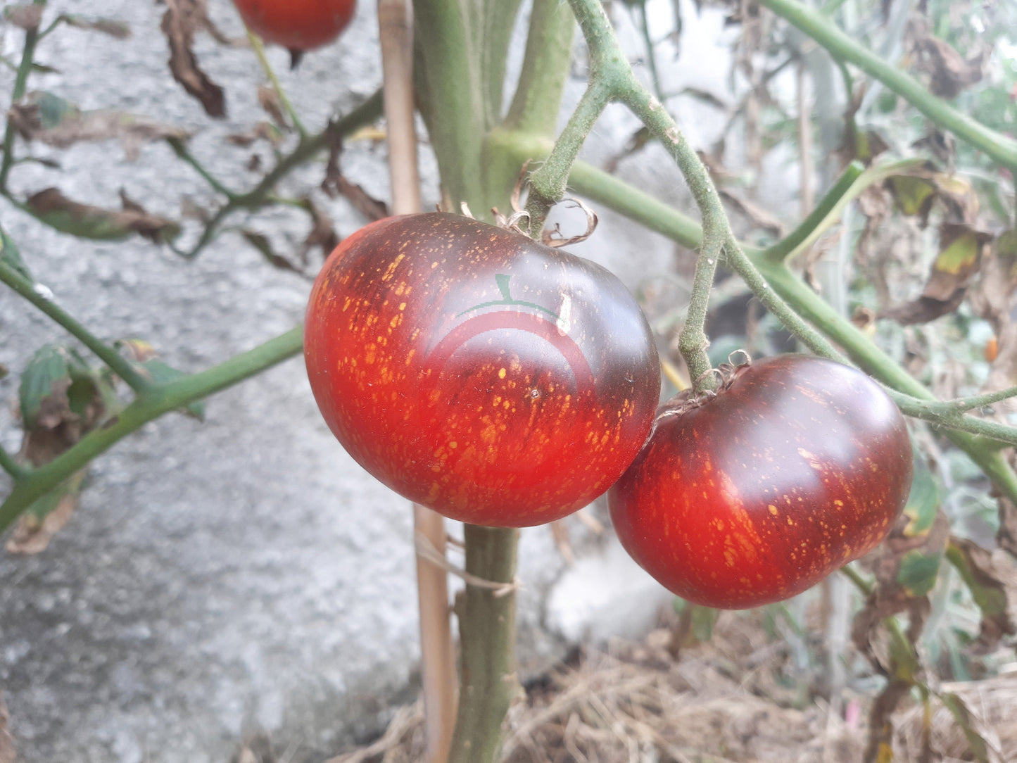 Dark Galaxy DER TOMATENFLÜSTERER