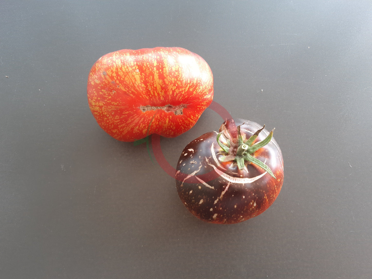 Dark Galaxy DER TOMATENFLÜSTERER