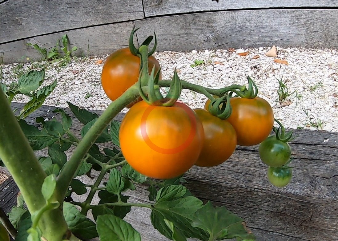 Dark Orange Muscat DER TOMATENFLÜSTERER