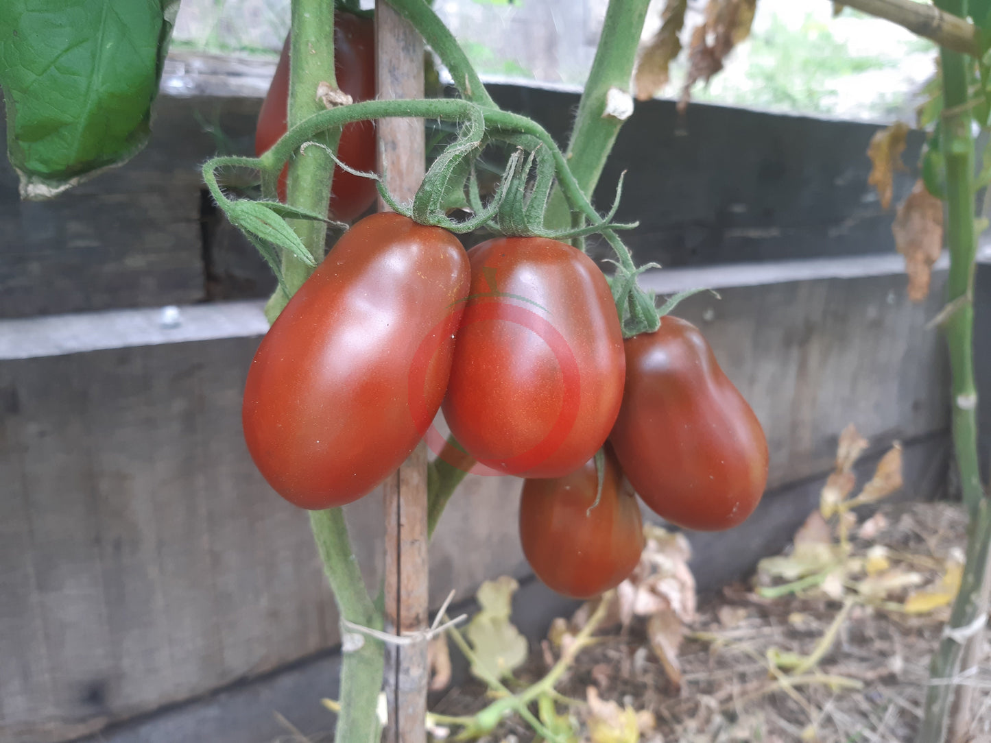 Deep Space DER TOMATENFLÜSTERER