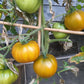 Desdemona´s Heart Kreuzung F2 DER TOMATENFLÜSTERER