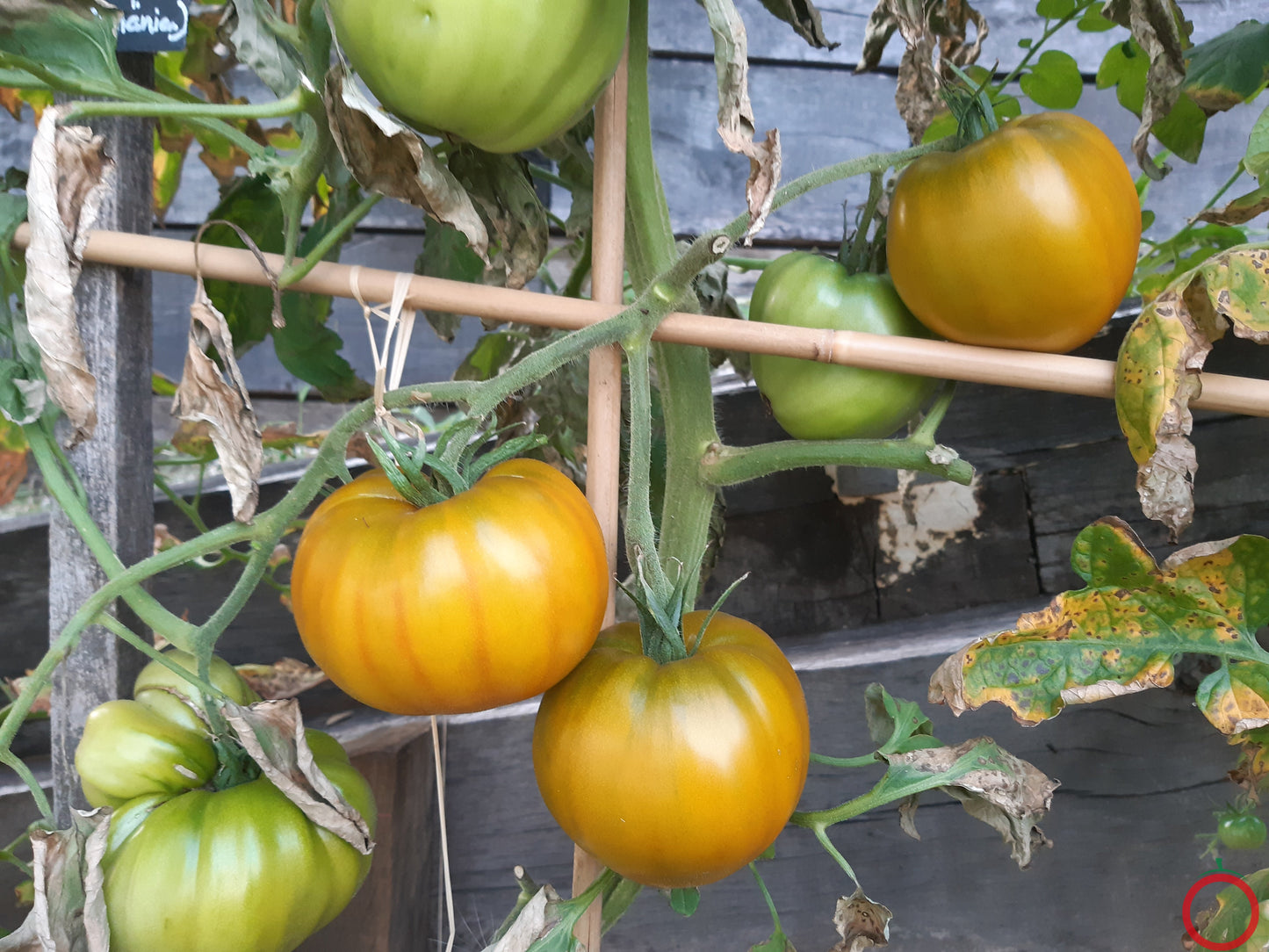 Desdemona´s Heart Kreuzung F2 DER TOMATENFLÜSTERER
