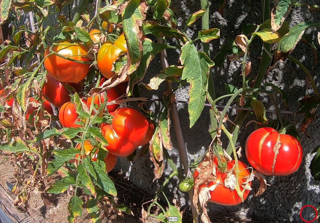 Domaca Teta Katica DER TOMATENFLÜSTERER