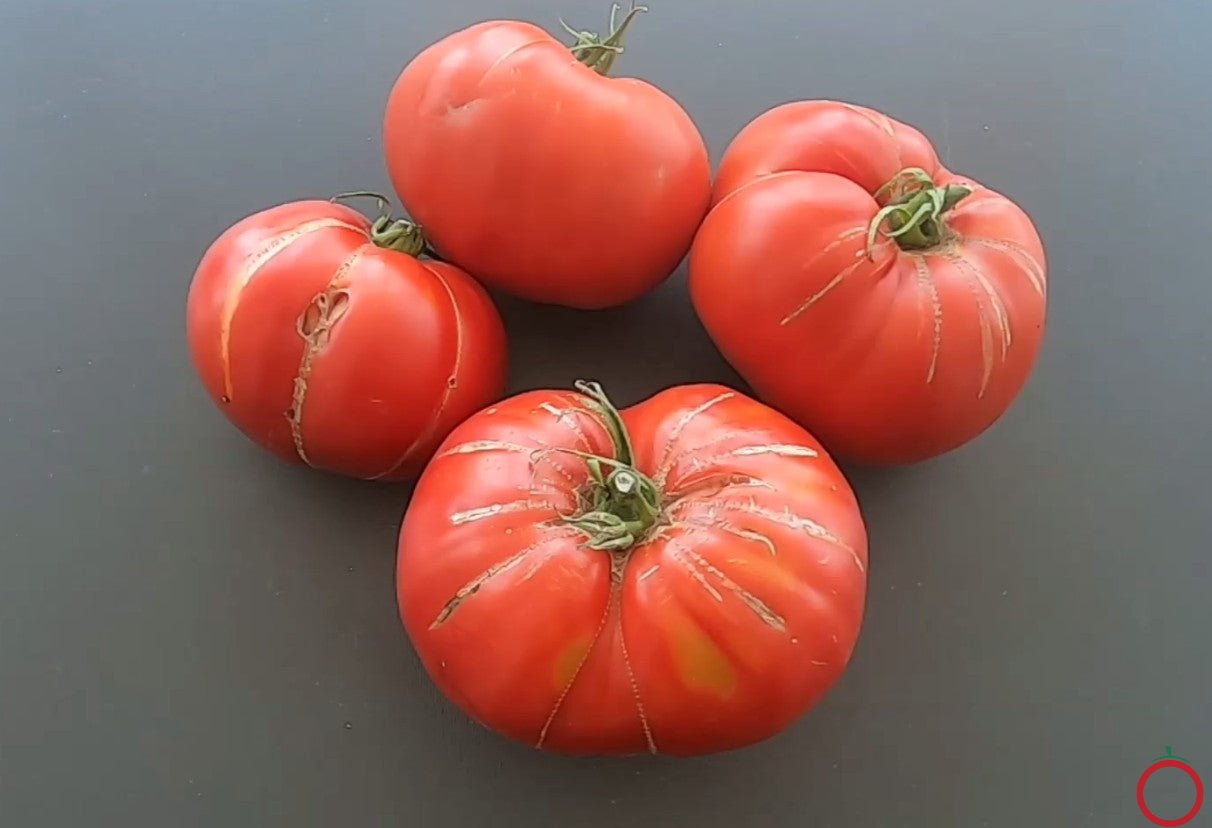 Domaca Teta Katica DER TOMATENFLÜSTERER