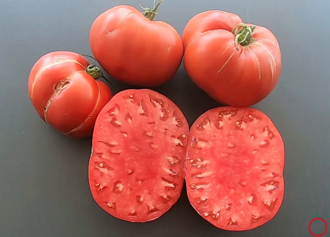 Domaca Teta Katica DER TOMATENFLÜSTERER