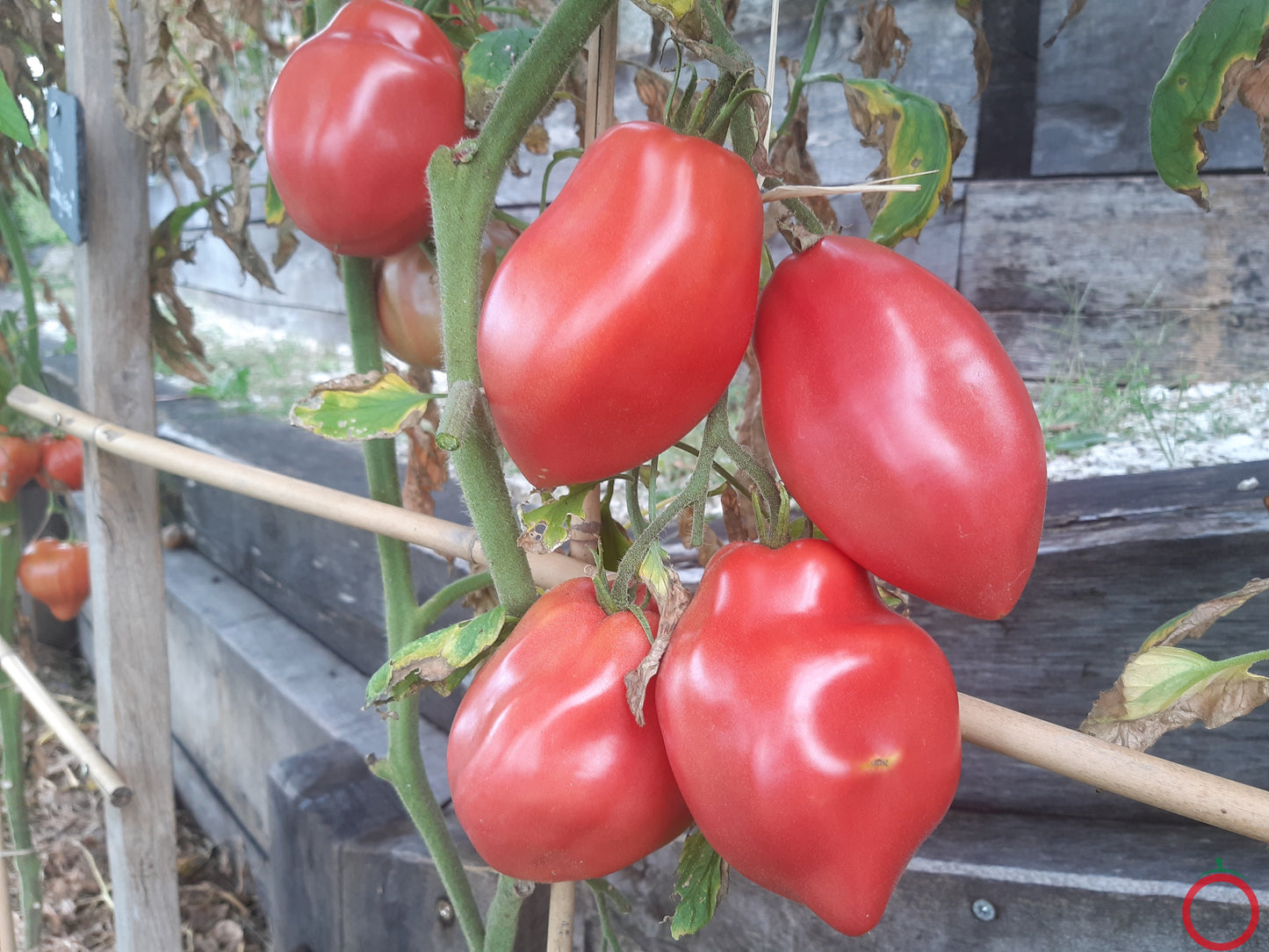 Donkey´s Ears DER TOMATENFLÜSTERER