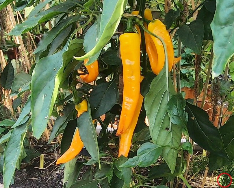 Doux Long d´Antibes DER TOMATENFLÜSTERER