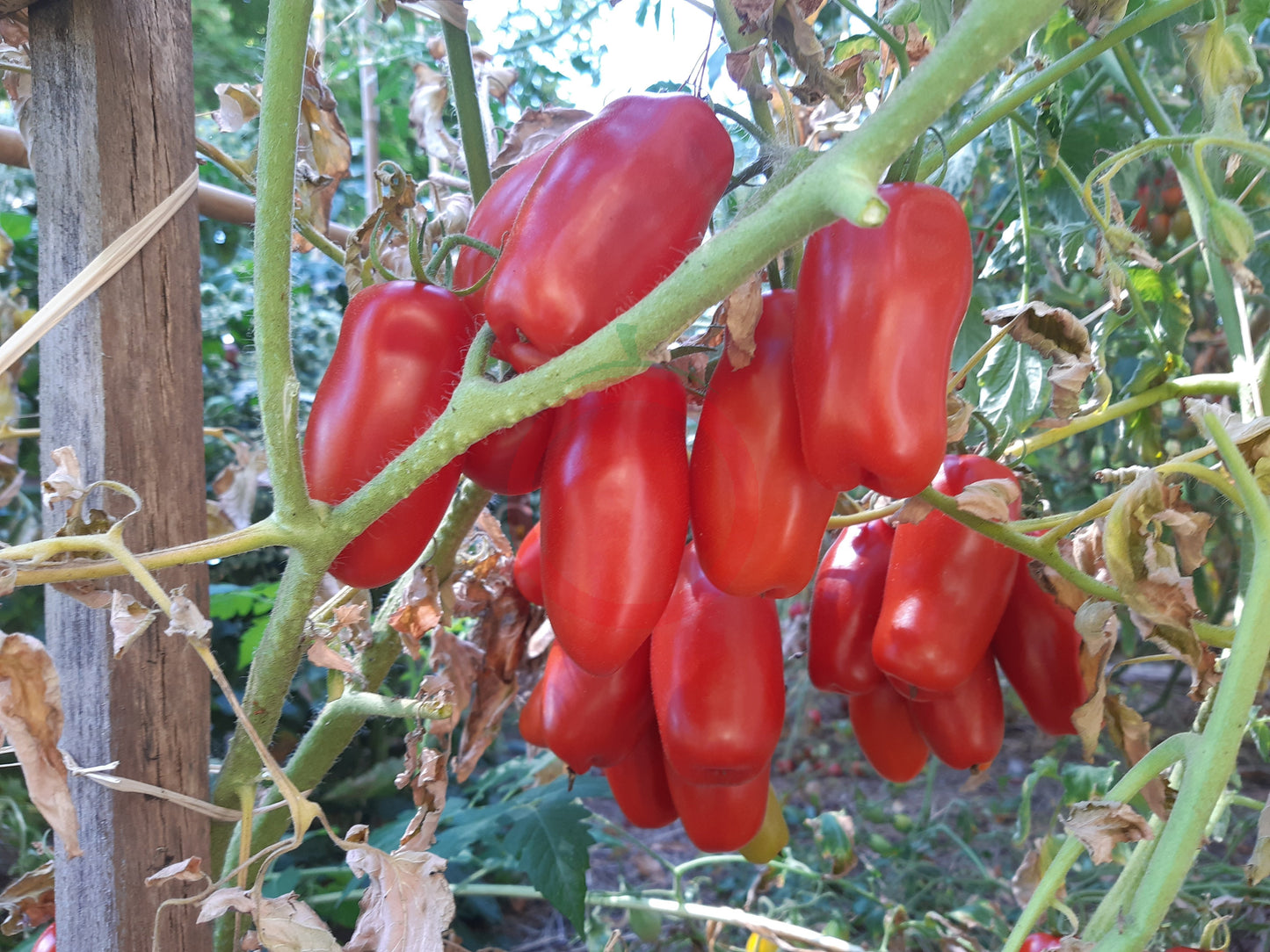 Drova DER TOMATENFLÜSTERER