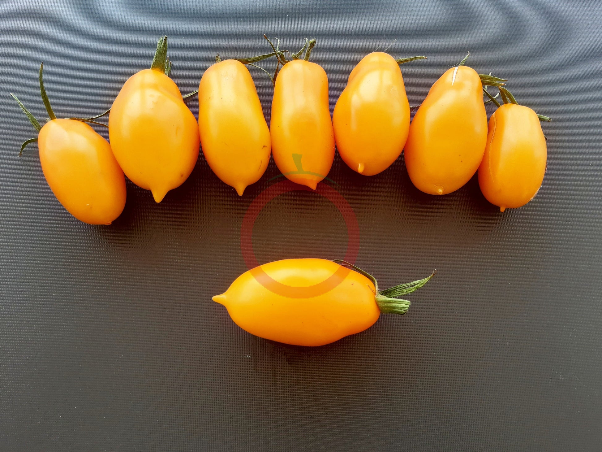 Eiszäpfchen DER TOMATENFLÜSTERER