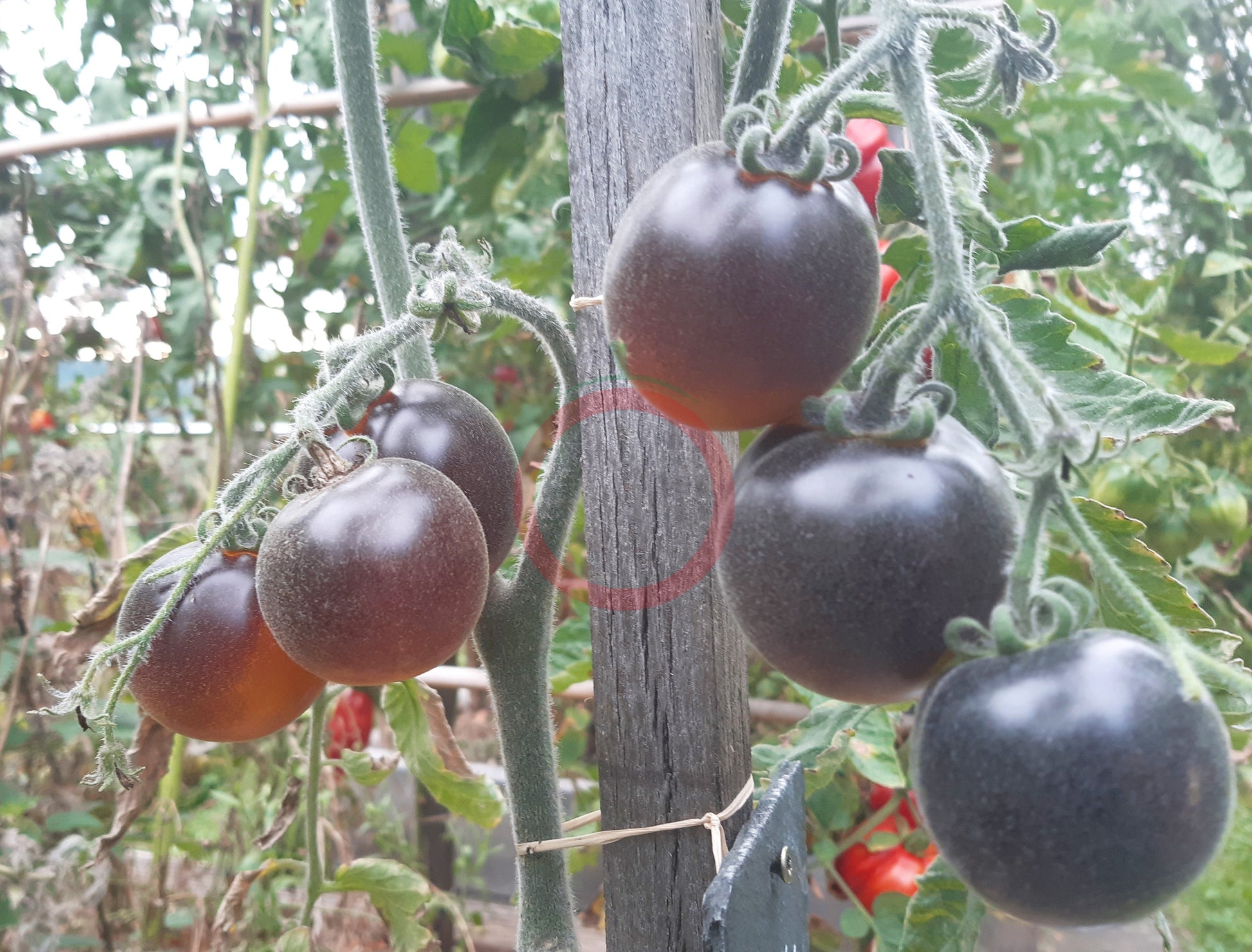 Elma Blue DER TOMATENFLÜSTERER