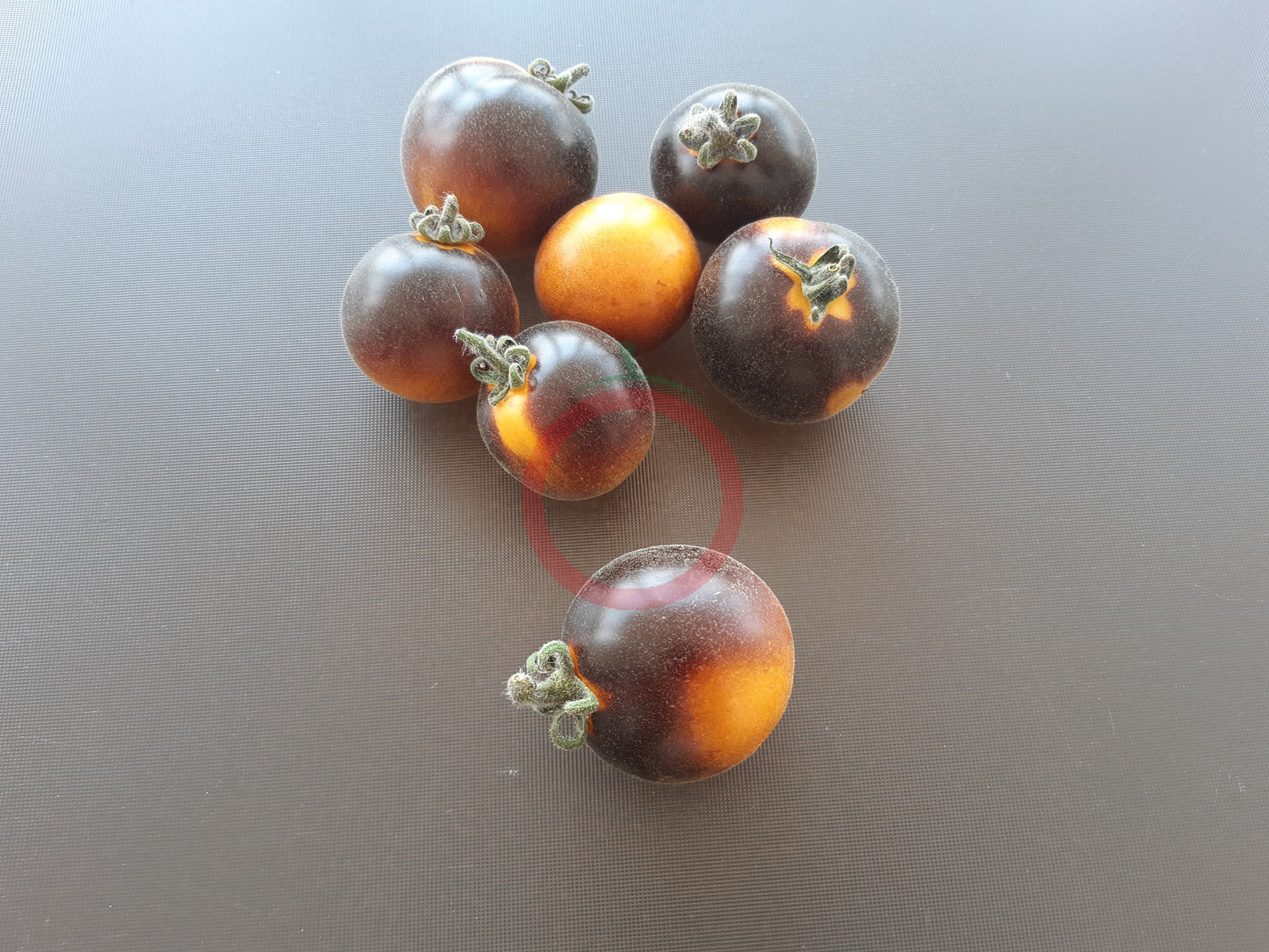 Elma Blue DER TOMATENFLÜSTERER