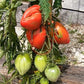 Erichs Großes Herz DER TOMATENFLÜSTERER