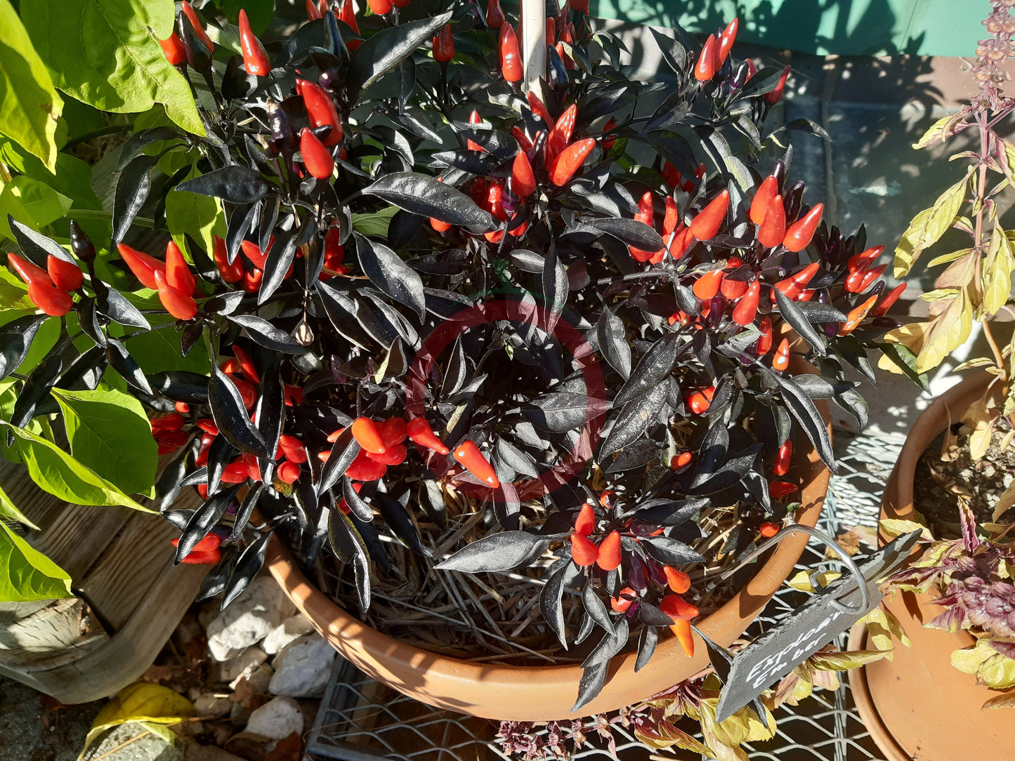 Explosive Ember DER TOMATENFLÜSTERER