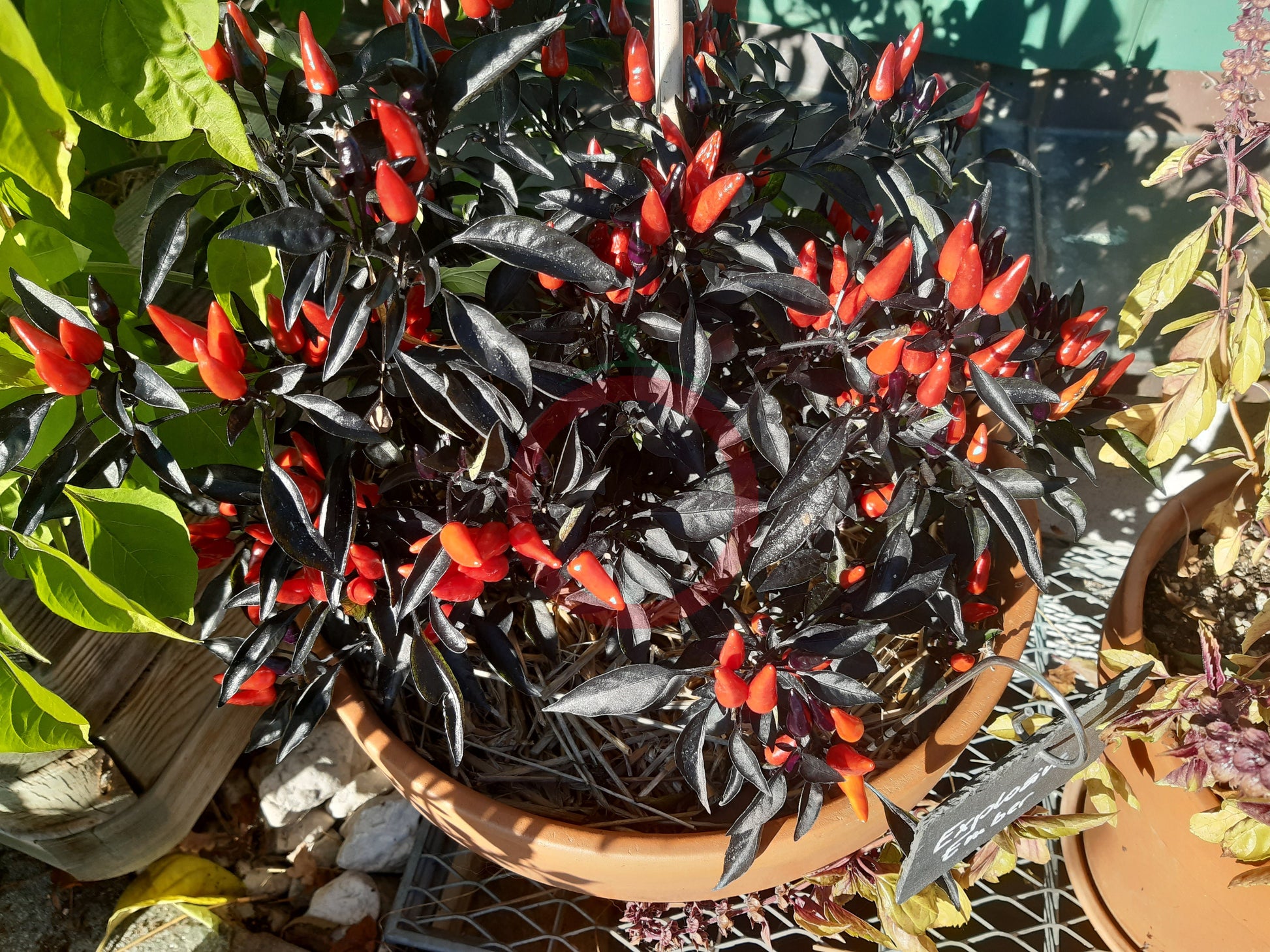 Explosive Ember DER TOMATENFLÜSTERER