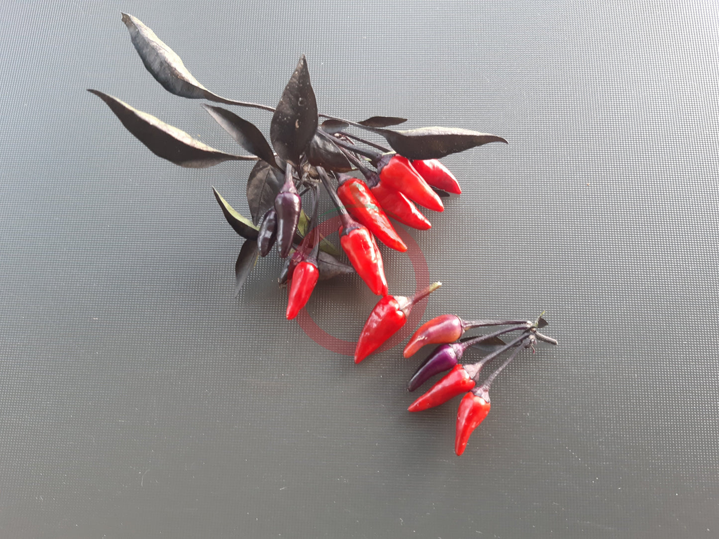 Explosive Ember DER TOMATENFLÜSTERER