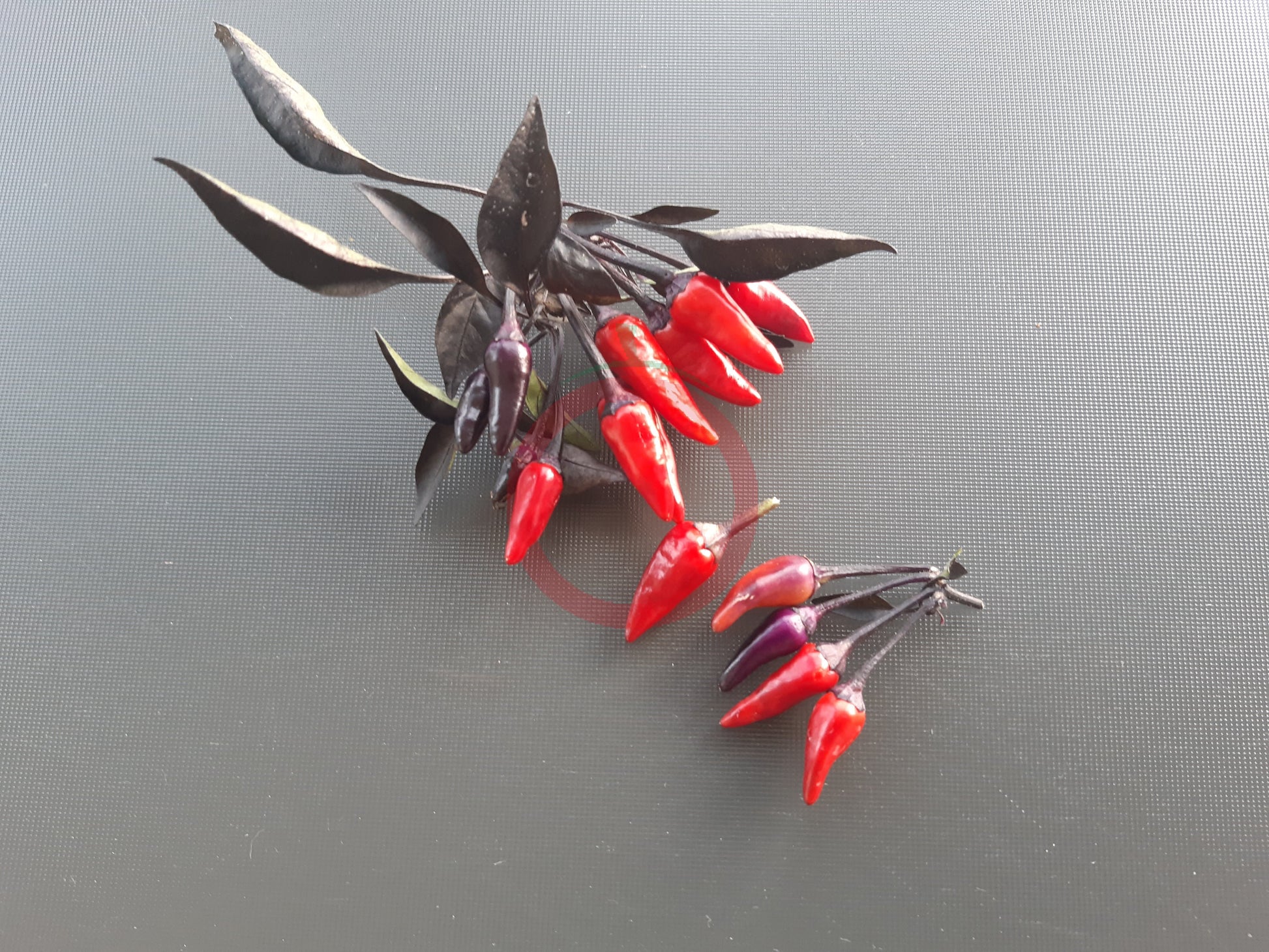 Explosive Ember DER TOMATENFLÜSTERER