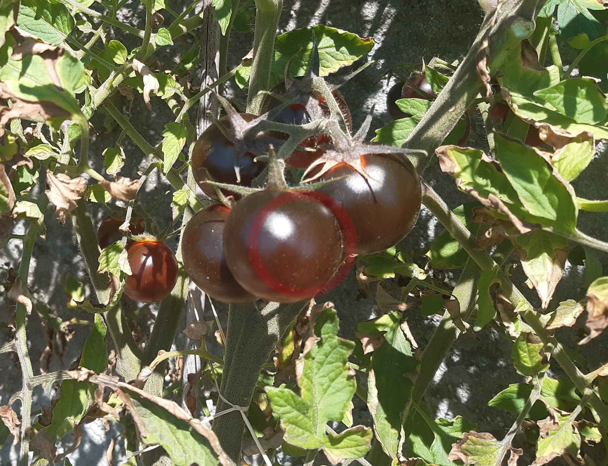 Fahrenheit Blues DER TOMATENFLÜSTERER