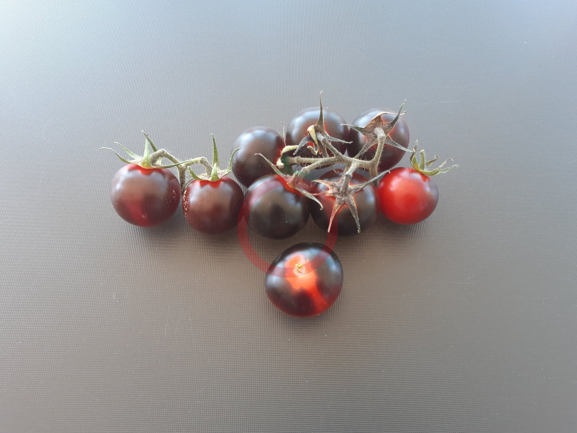 Fahrenheit Blues DER TOMATENFLÜSTERER