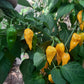 Fatalii Hot DER TOMATENFLÜSTERER