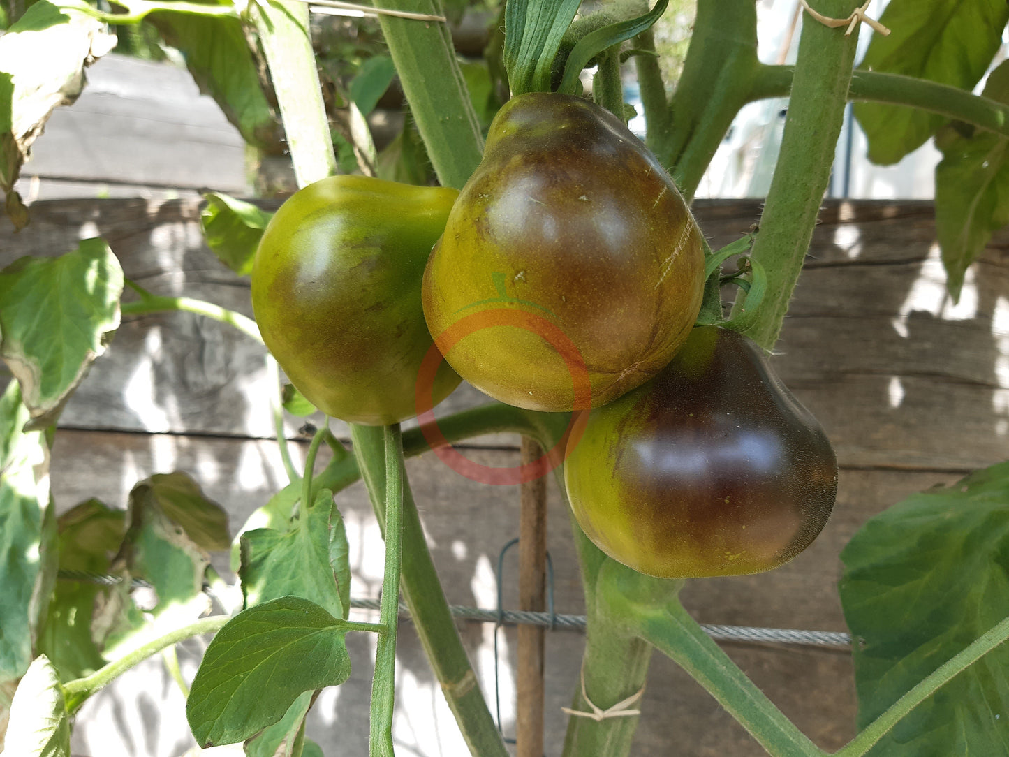 Flanders Contrast DER TOMATENFLÜSTERER