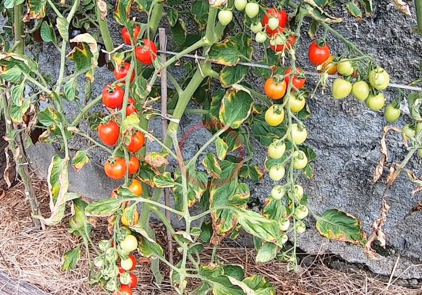 Gardener Sweet-Heart DER TOMATENFLÜSTERER