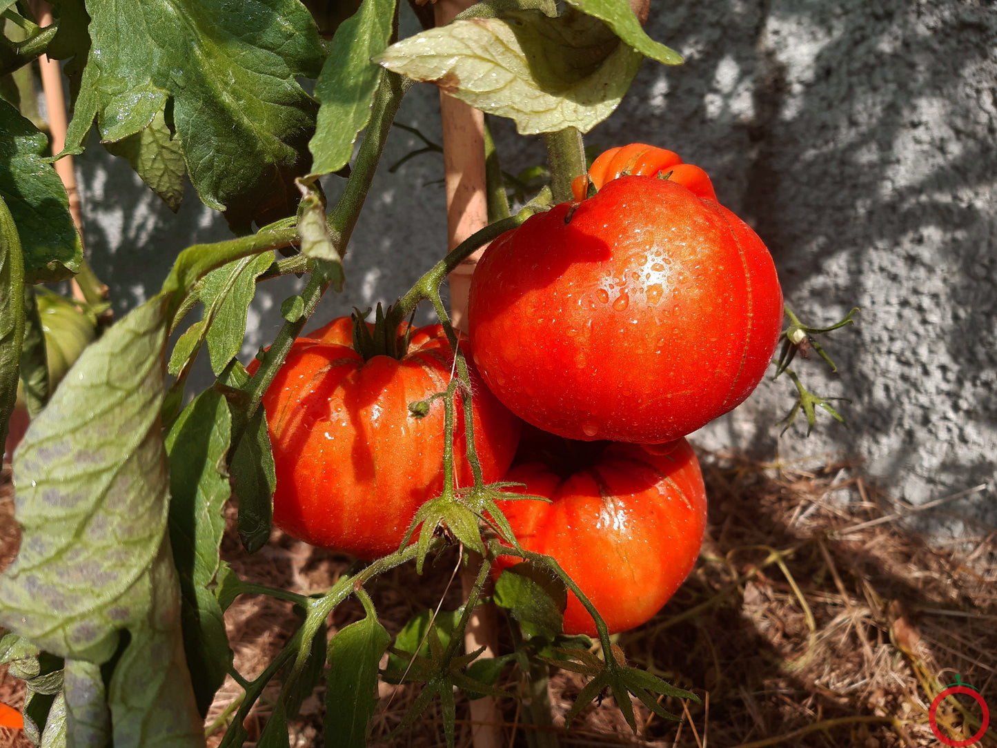George Detsika´s Italian Red DER TOMATENFLÜSTERER