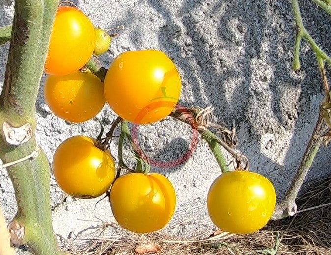 Goldene Königin DER TOMATENFLÜSTERER