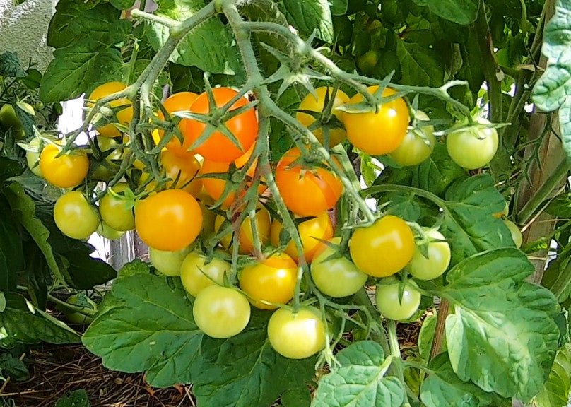 Goldita DER TOMATENFLÜSTERER