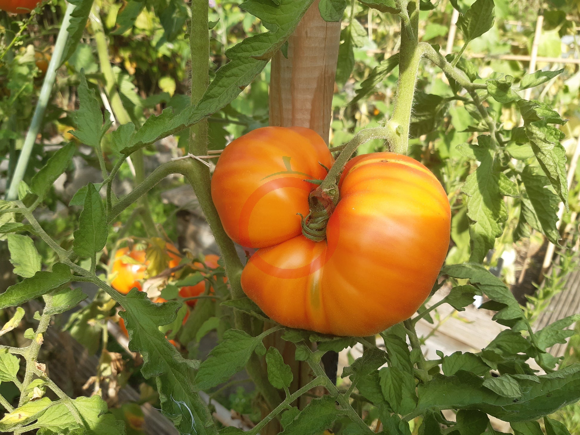 Grandma Viney´s Yellow & Pink DER TOMATENFLÜSTERER