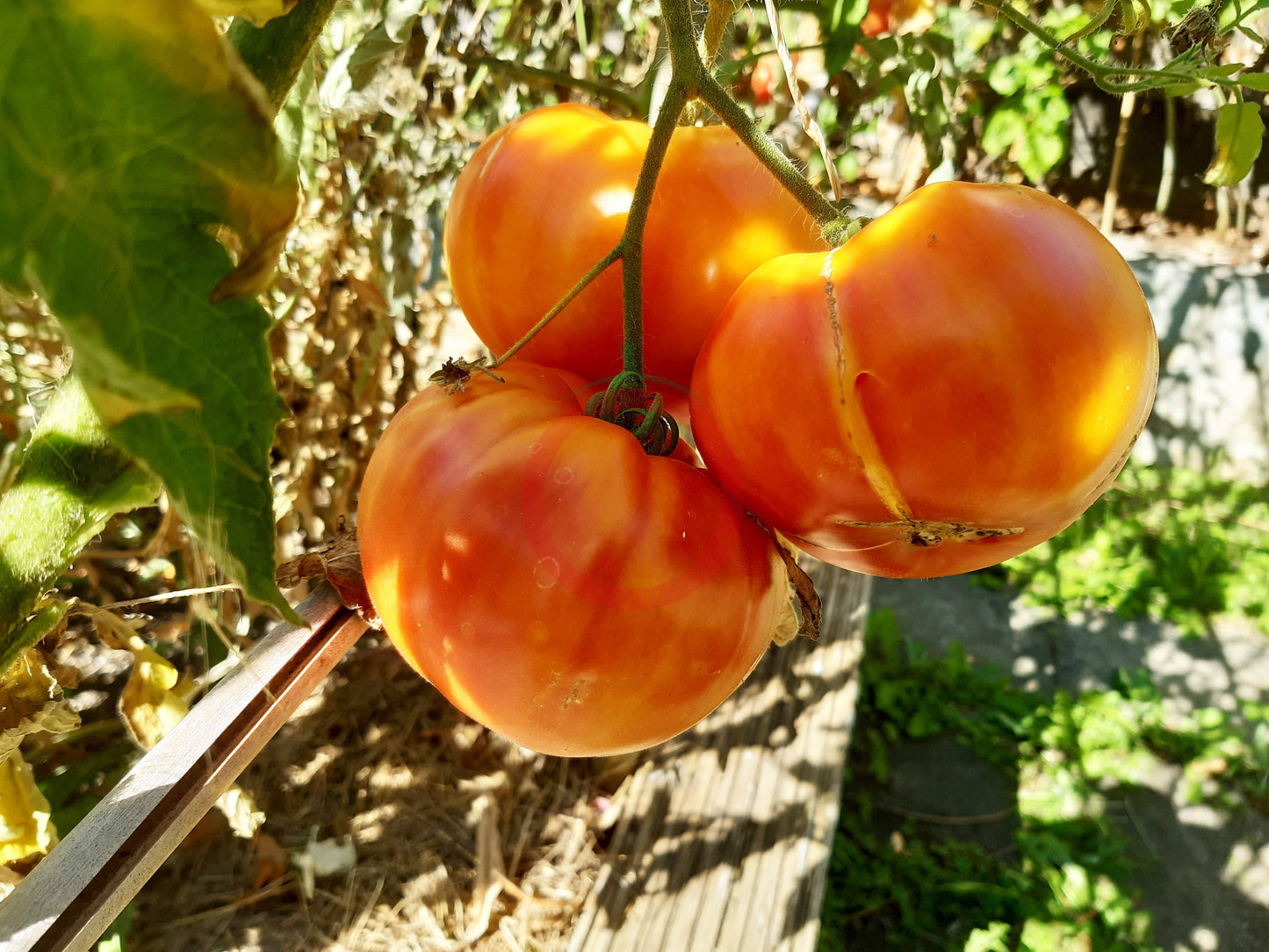 Grandma Viney´s Yellow & Pink DER TOMATENFLÜSTERER