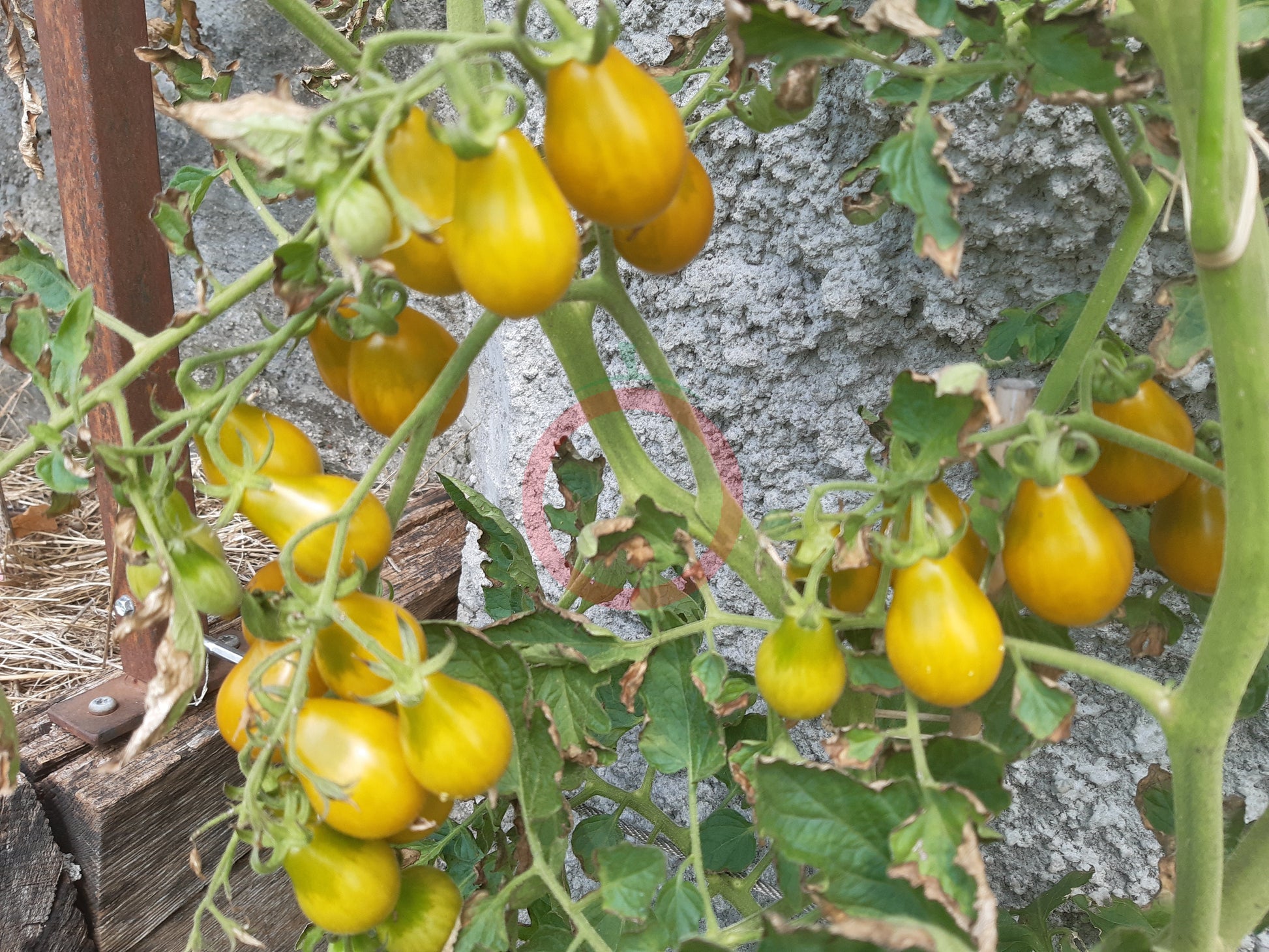 Green Pear DER TOMATENFLÜSTERER