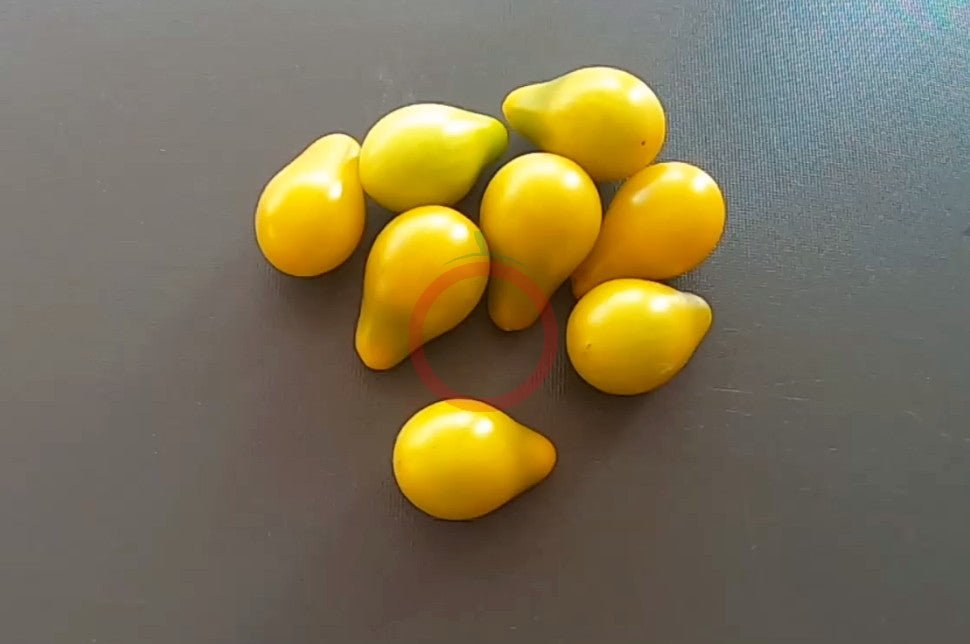 Green Pear DER TOMATENFLÜSTERER