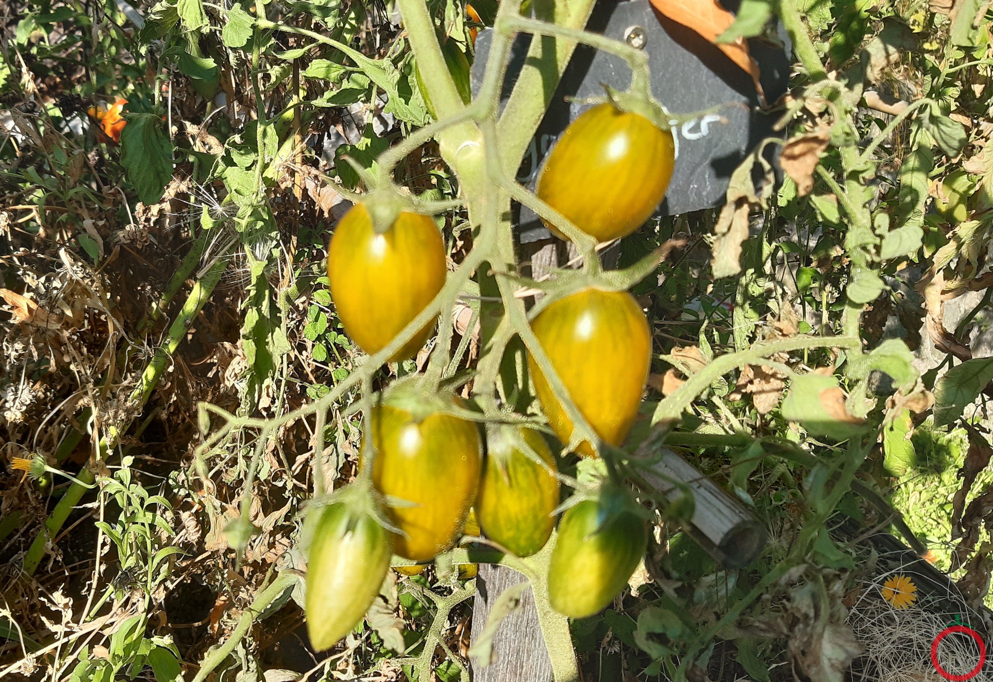 Green Tiger DER TOMATENFLÜSTERER