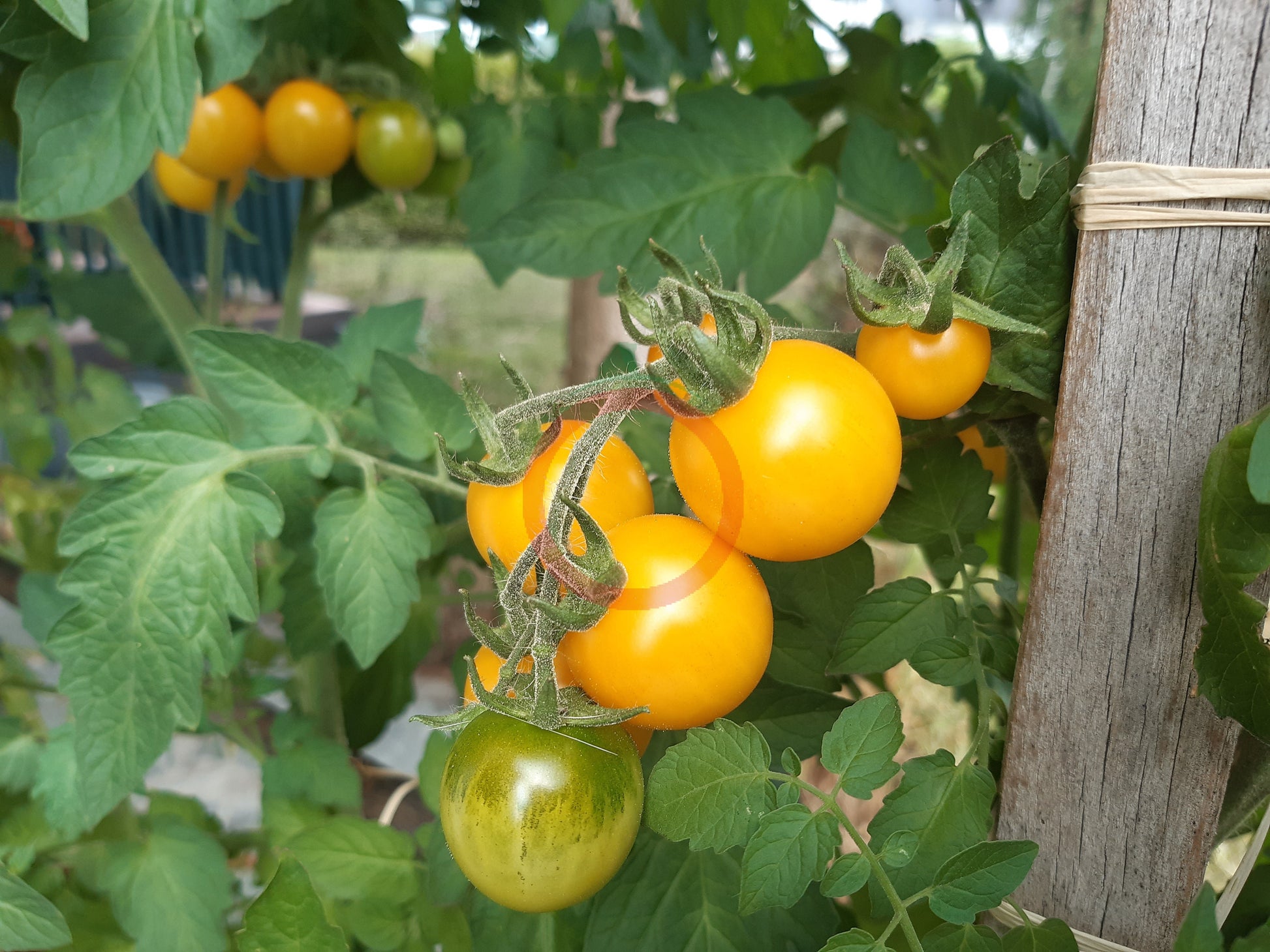 Hartman's Yellow Gooseberry DER TOMATENFLÜSTERER