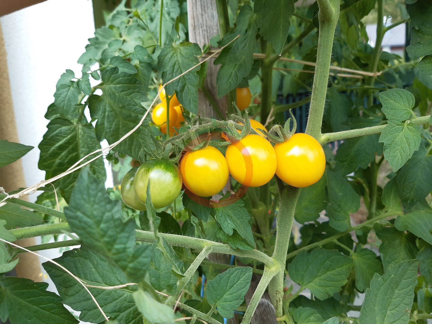 Hartman's Yellow Gooseberry DER TOMATENFLÜSTERER