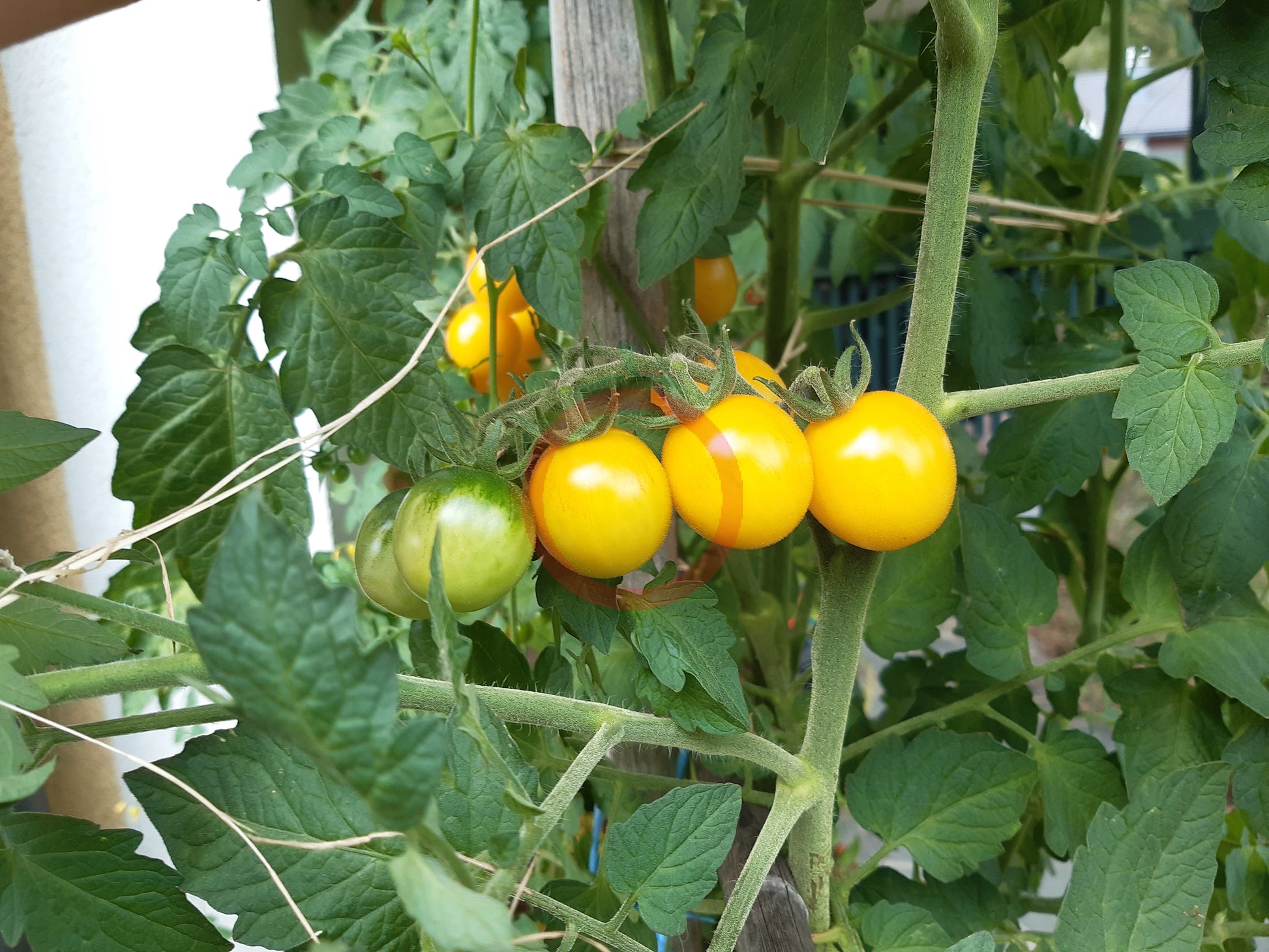 Hartman's Yellow Gooseberry DER TOMATENFLÜSTERER