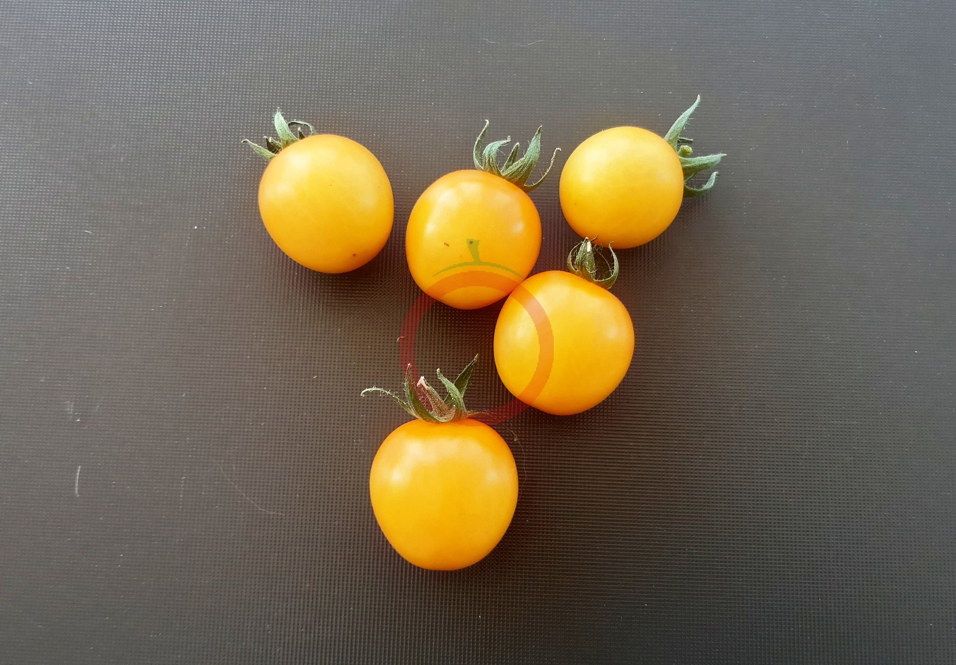 Hartman's Yellow Gooseberry DER TOMATENFLÜSTERER