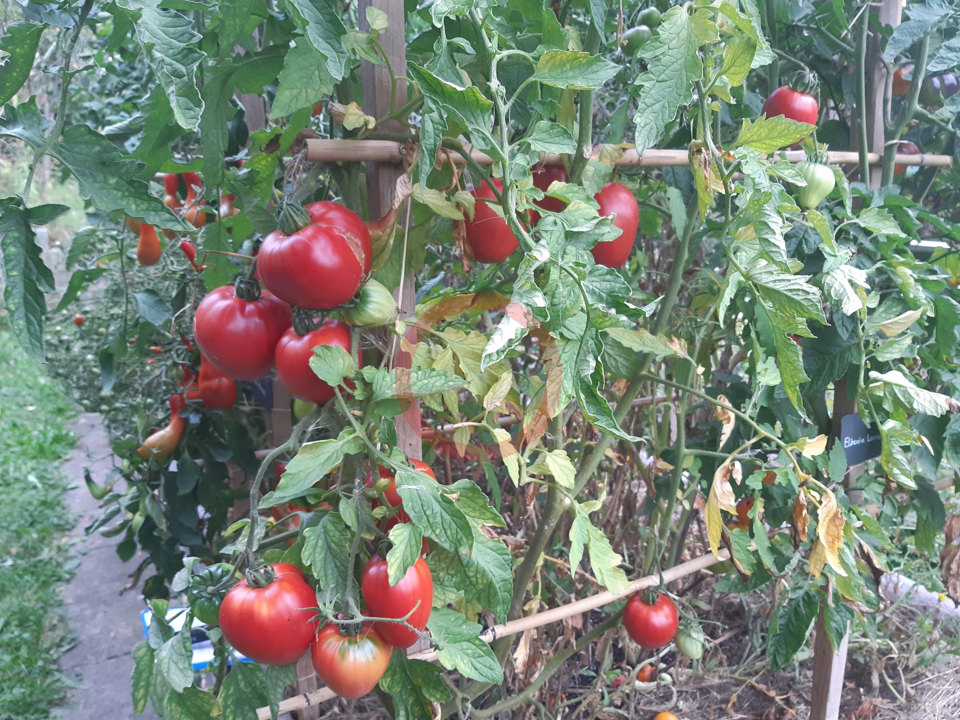 Herztomate Rast DER TOMATENFLÜSTERER