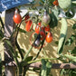 Indigo Pear Drops Pink DER TOMATENFLÜSTERER