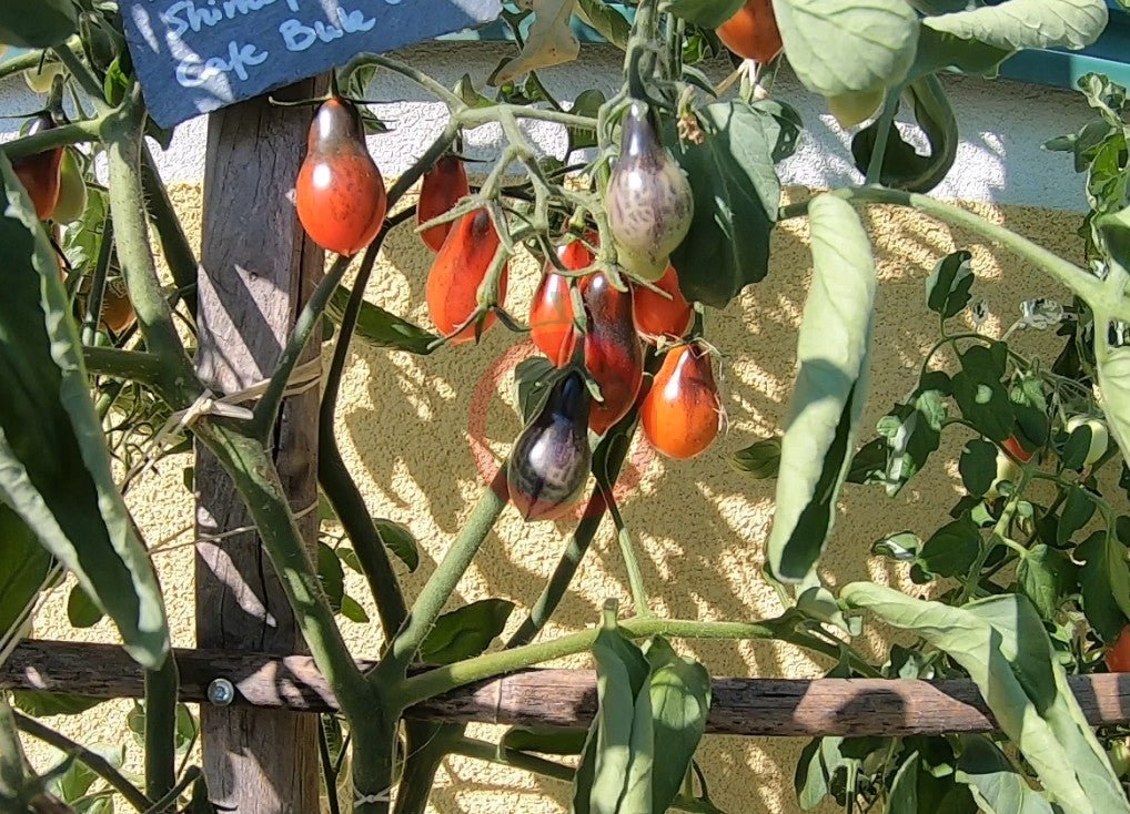 Indigo Pear Drops Pink DER TOMATENFLÜSTERER