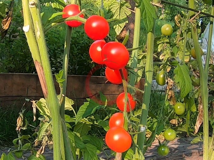 Iva´s Red Berry DER TOMATENFLÜSTERER