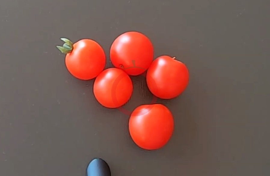 Iva´s Red Berry DER TOMATENFLÜSTERER