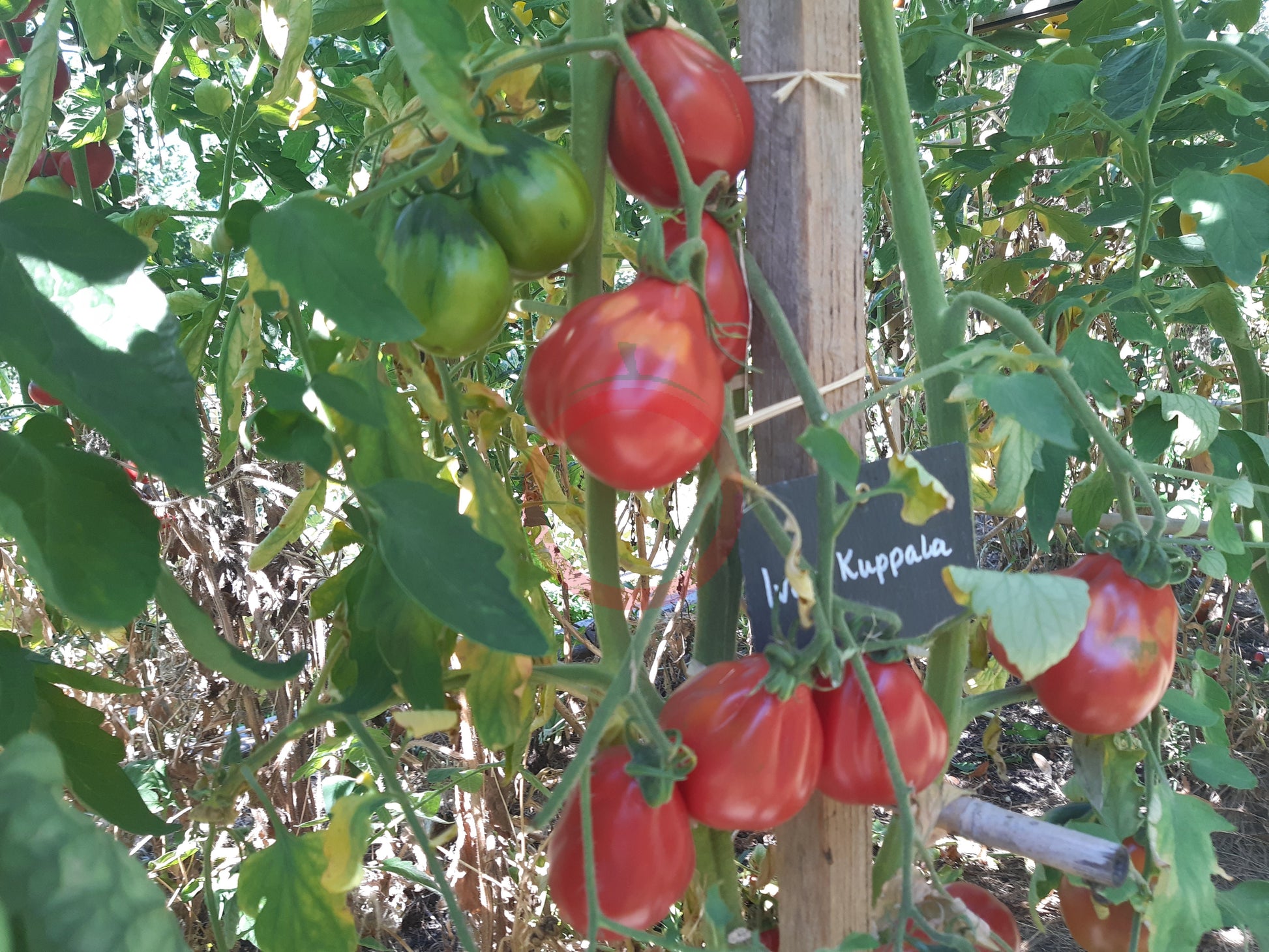 Ivan Kupala DER TOMATENFLÜSTERER