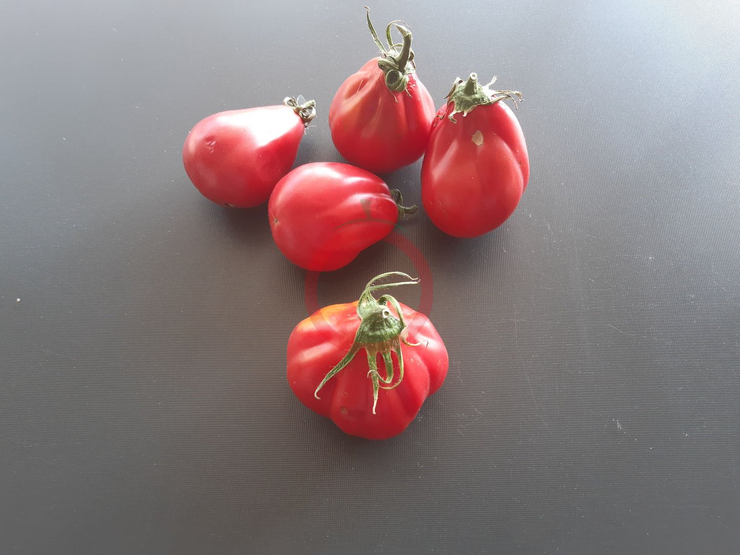 Ivan Kupala DER TOMATENFLÜSTERER