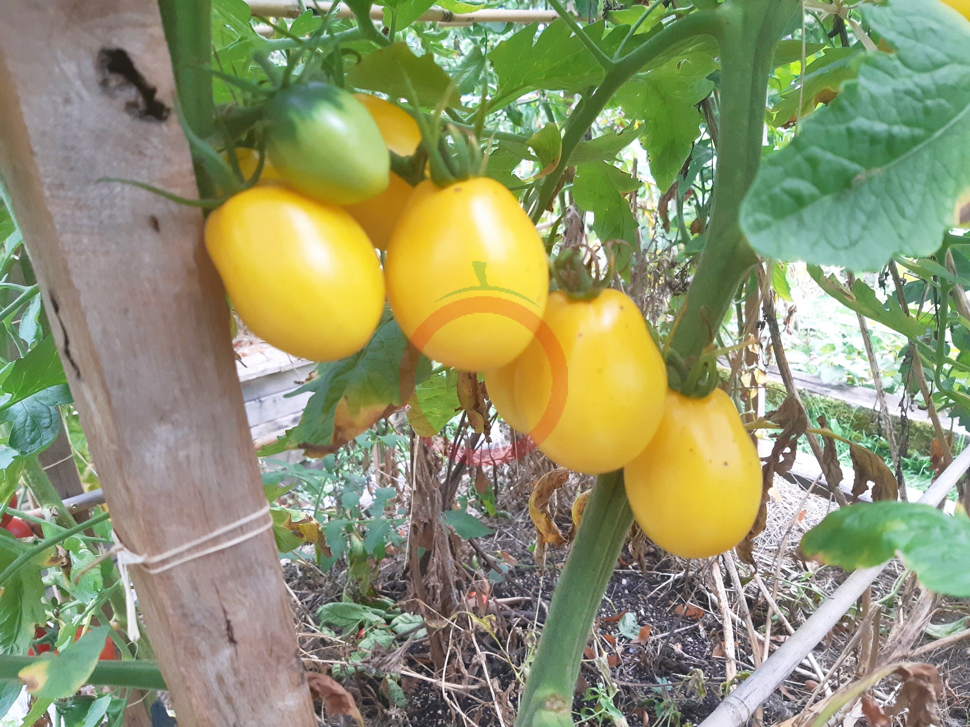 Ivory Egg DER TOMATENFLÜSTERER