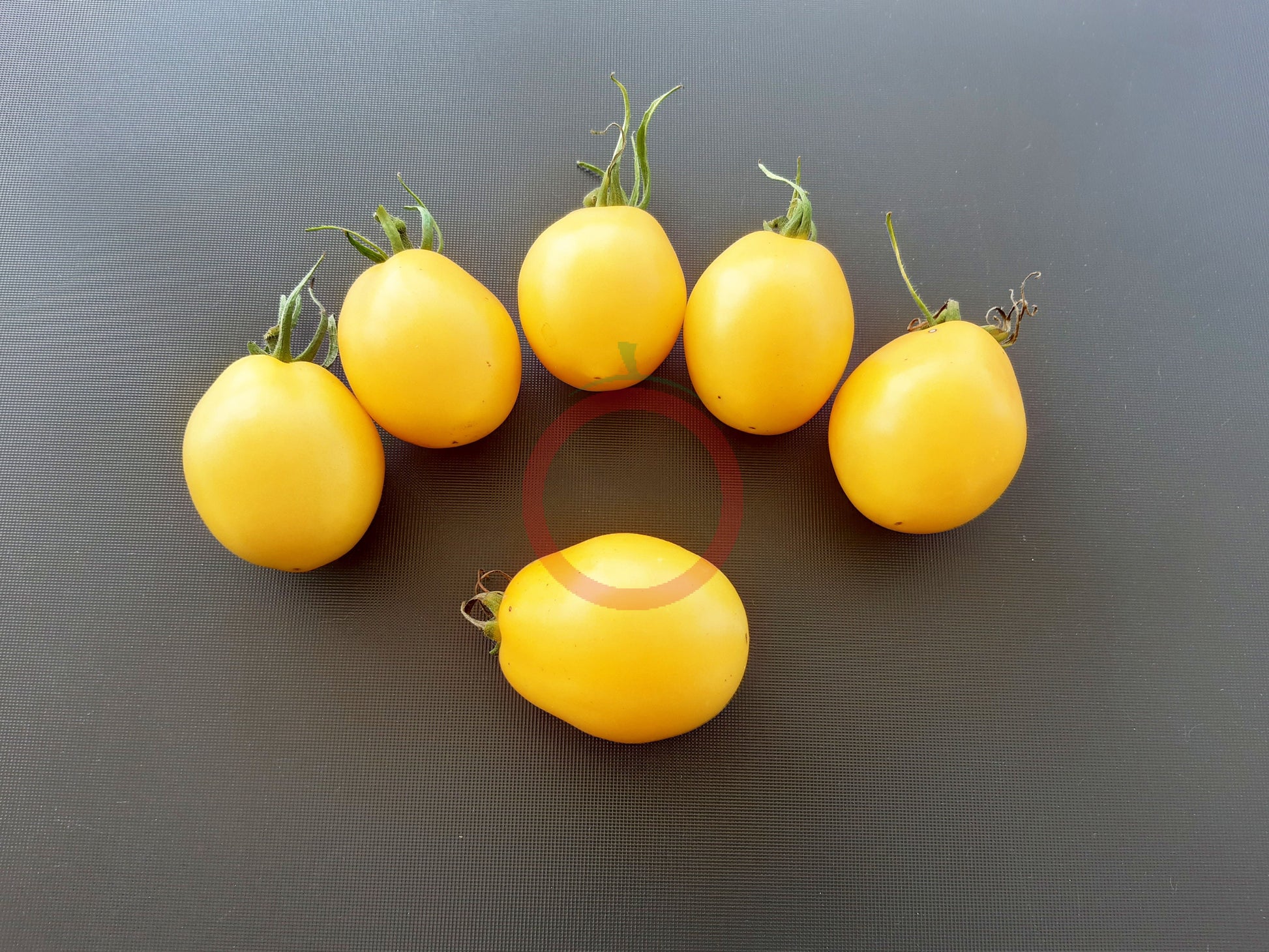 Ivory Egg DER TOMATENFLÜSTERER